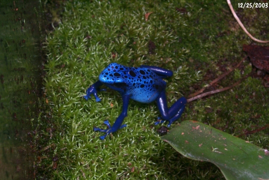 brian's azureus
