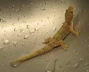 Liberian Gecko