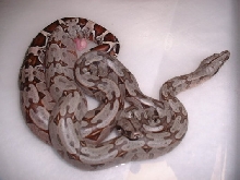 Q-Tip Suri's hours old in 2004