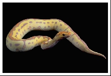 Bananaclwn1