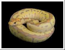 Bananaclwn2
