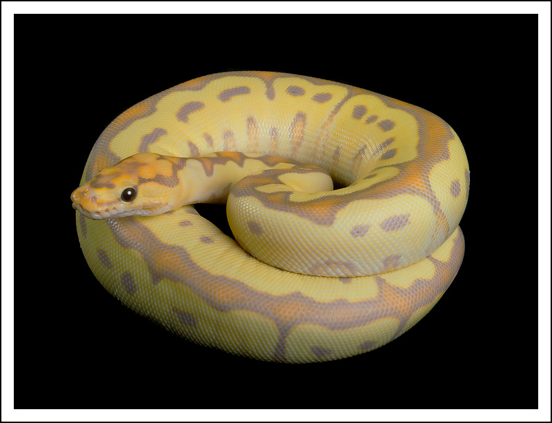 Bananaclwn2