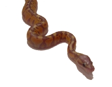 Banana Pastel