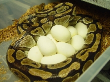 16 egg clutch
