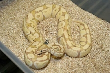 Banana het clown