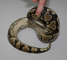 Yellow Belly