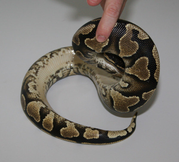 Yellow Belly