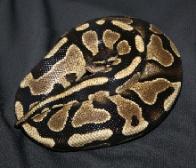 Yellow Belly1