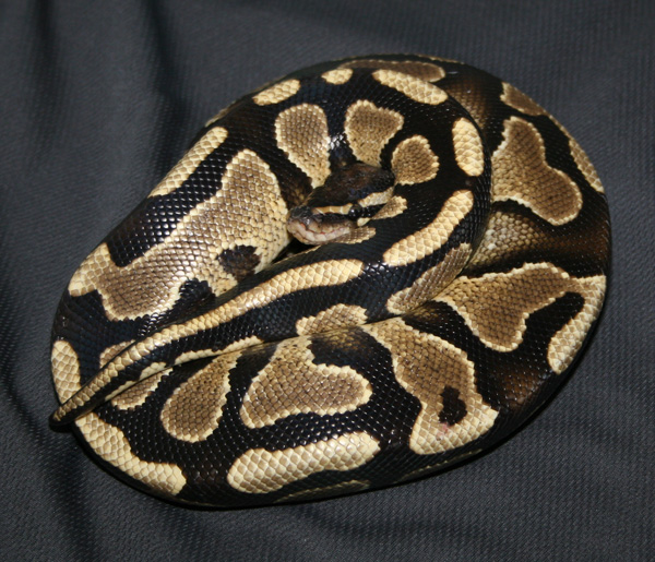 Yellow Belly1