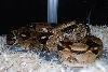 05 Het BW Caramel Female