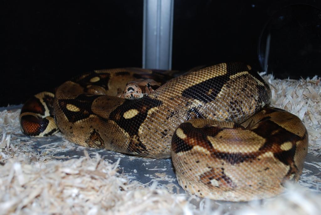 05 Het BW Caramel Female
