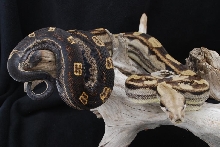 07 Motley het Sharp Albino Female