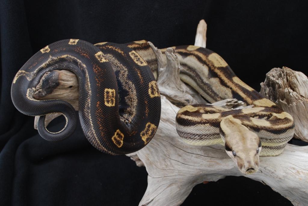07 Motley het Sharp Albino Female