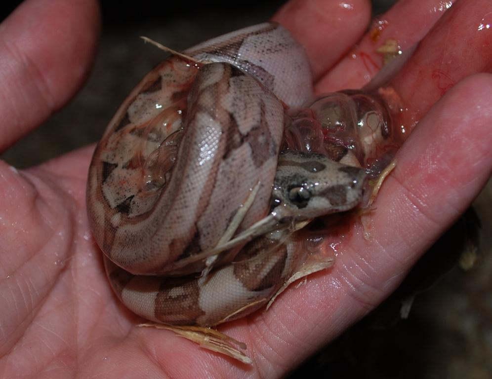 Hypo Arab pos het albino in hand