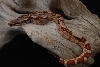 Hypo Jungle Post Shed