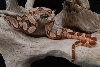 Hypo Jungle Post Shed 2