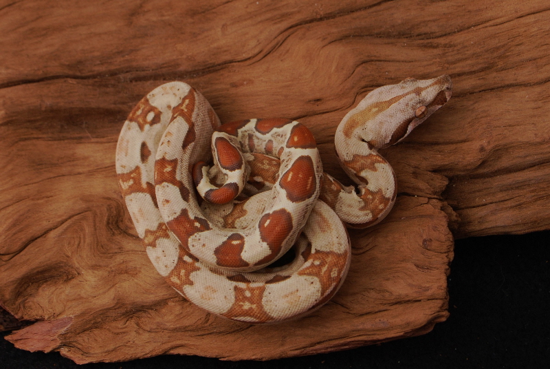 Paradigm Female