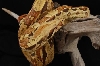 Paradigm Hangings