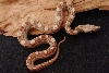 Paradigm Motley Male