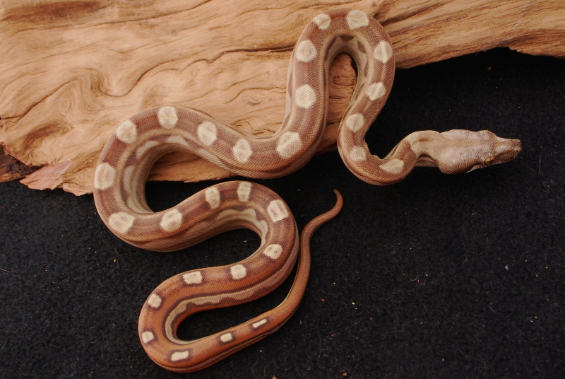 Paradigm Motley Male