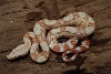 Sharp Albino Male