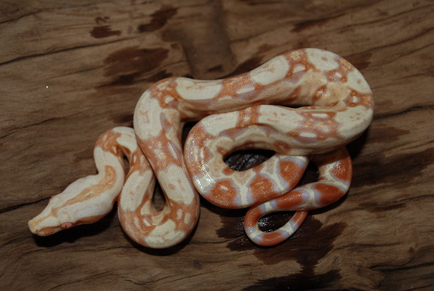 Ad sized Sharp Albino Male