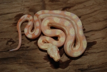 Sharp Albino Motley Male 1b