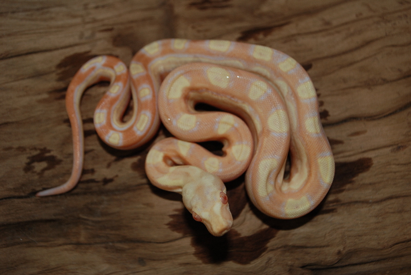 Sharp Albino Motley Male 1b