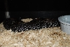 Leopard 102 days post POS