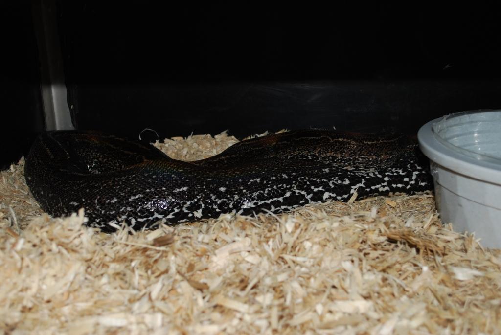 Leopard 102 days post POS