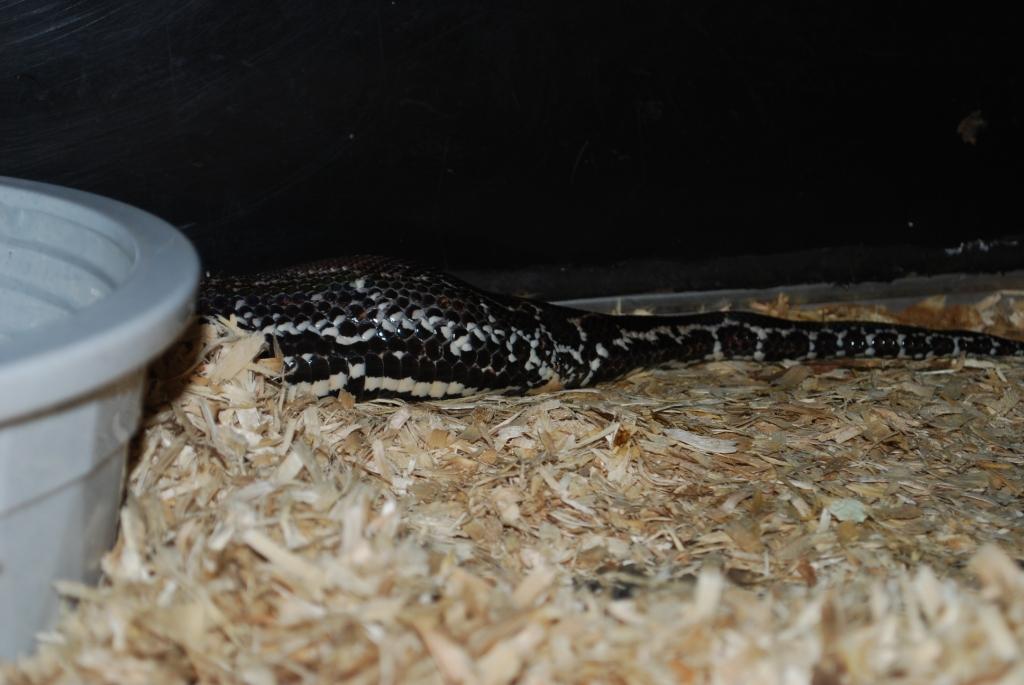 Leopard 102 days post POS 2