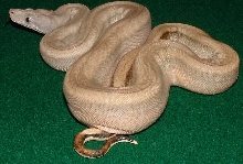 Patternless