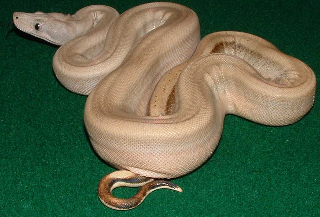 Patternless