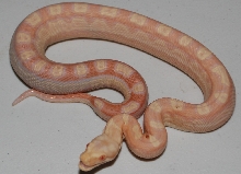 Female Sharp Albino Motley
