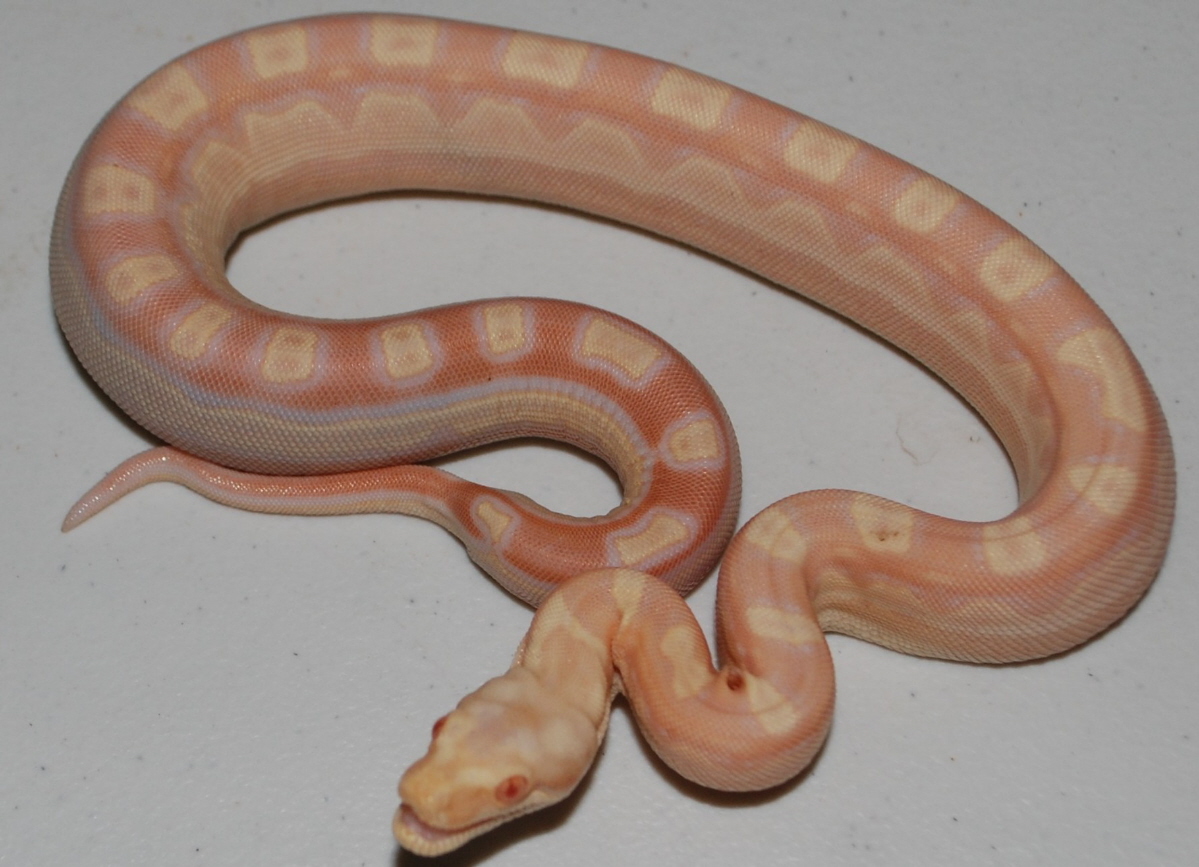 Female Sharp Albino Motley