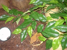 Fire morph