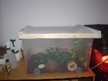 Crested tank