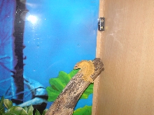 Tail loss