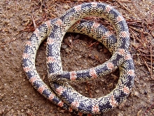 Long-nose snake