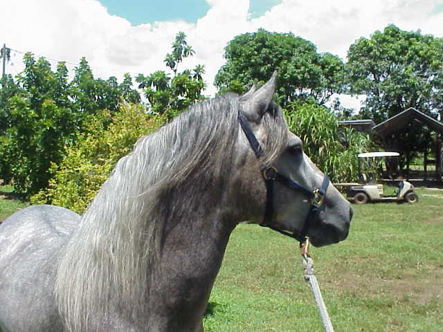 Karamelo