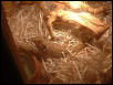 my dragon