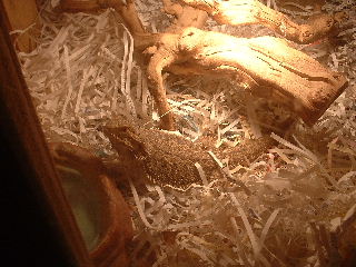 my dragon