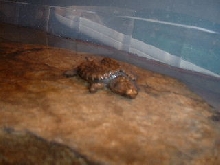 on his rock
