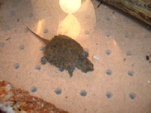 my snapper