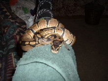 my bp