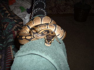 my bp