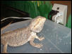 my bearded dragon