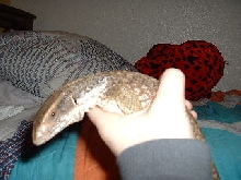 my savanna