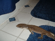 savanna monitor