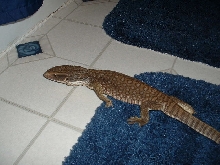 savanna monitor